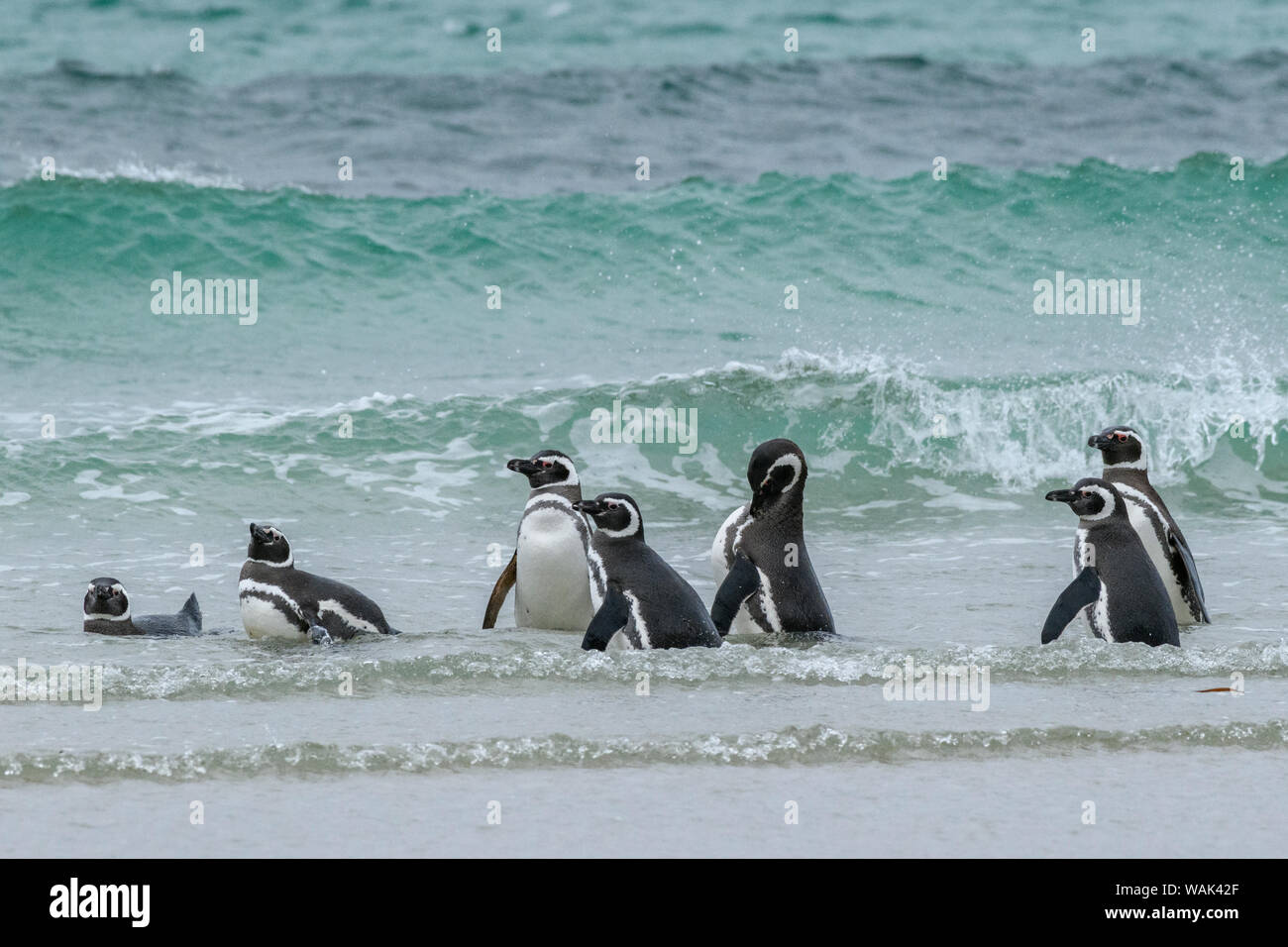 Falkland Islands, Saunders Island. Magellanic penguins heading to shore. Stock Photo