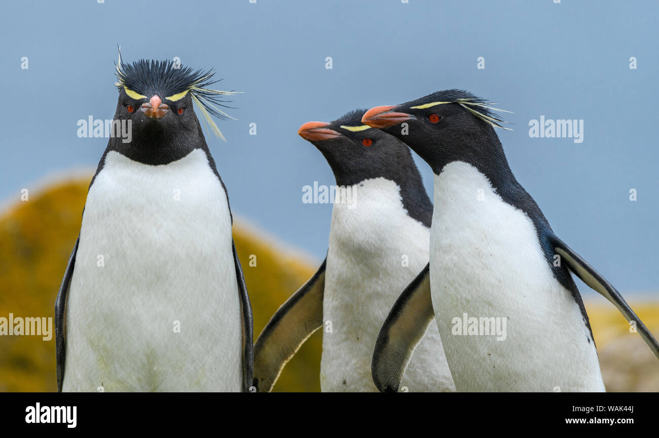 Falkland Islands, Saunders Island. Southern rockhopper penguins group