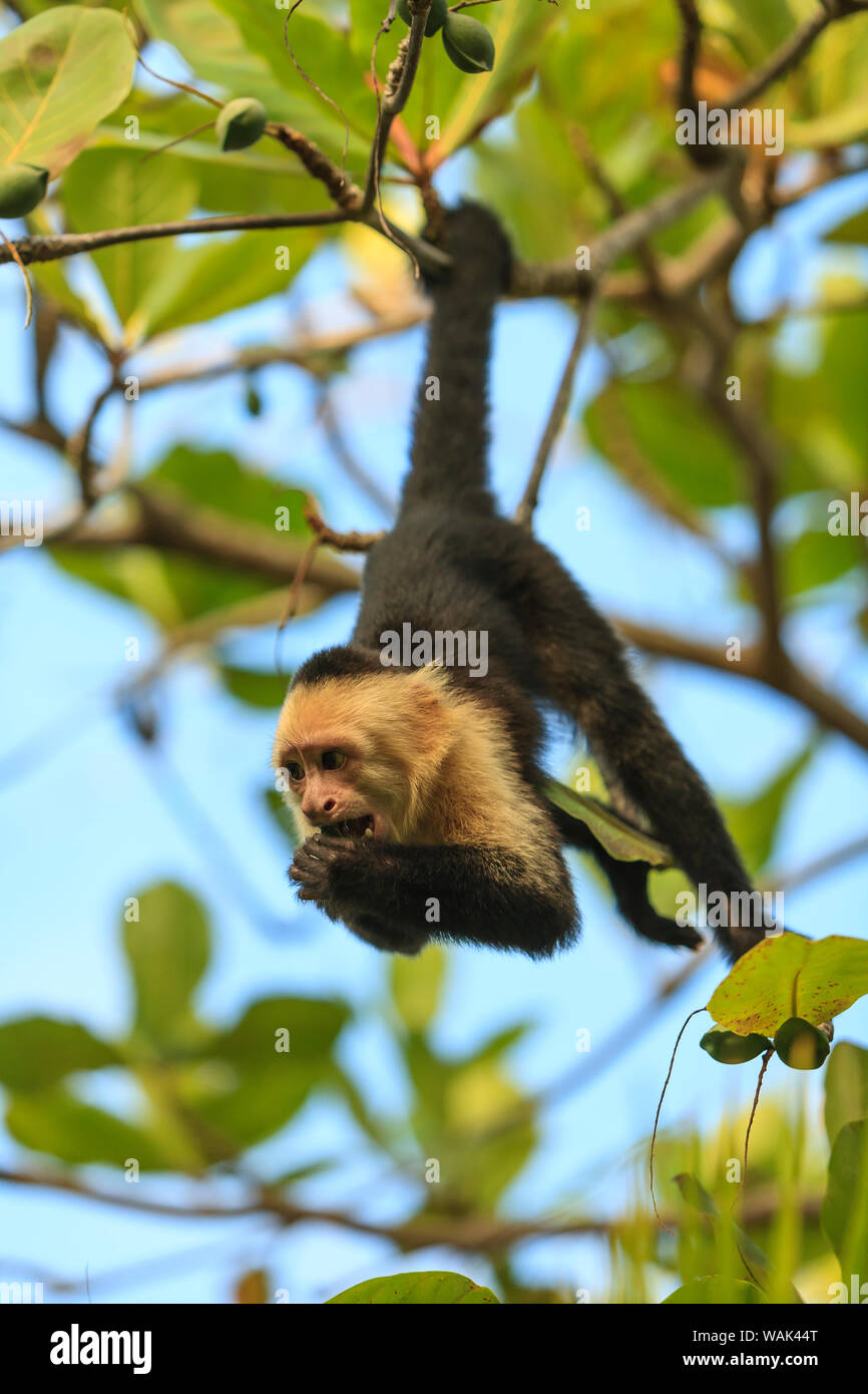 White-faced Capuchin Monkey (Cebus capucinus). Native to Central America. Roatan, Bay Islands, Honduras Stock Photo