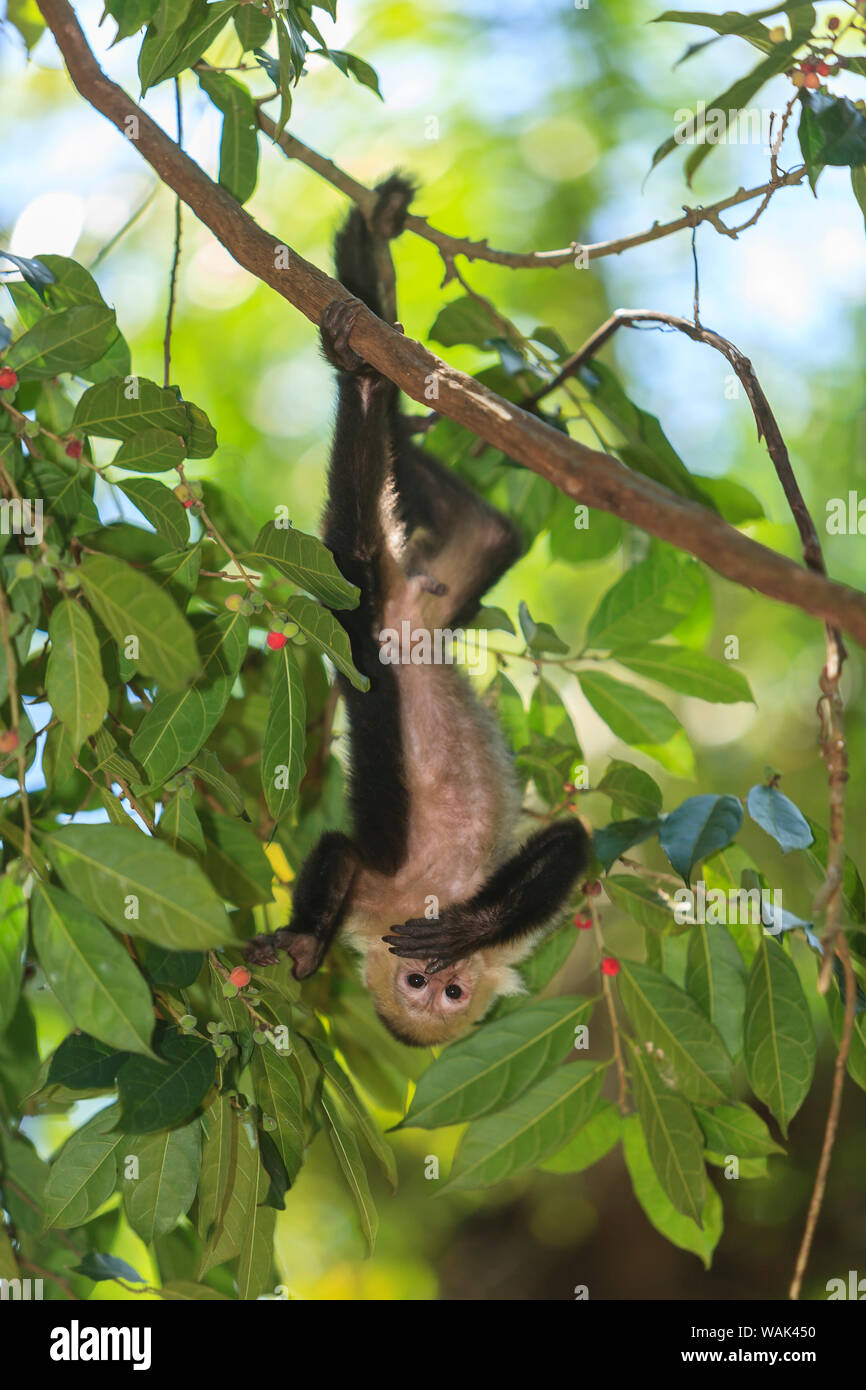 White-faced Capuchin Monkey (Cebus capucinus). Native to Central America. Roatan, Bay Islands, Honduras Stock Photo