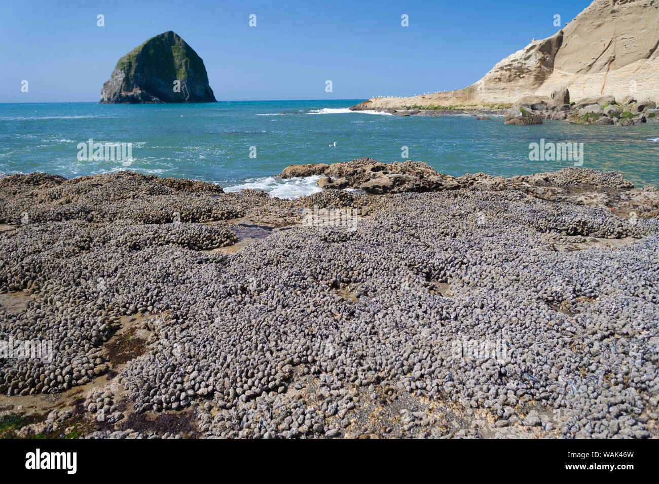 Haystack Rock Spring Haystack Rock, Cape Kiwanda State Park, Oregon Coast, USA, late spring ...