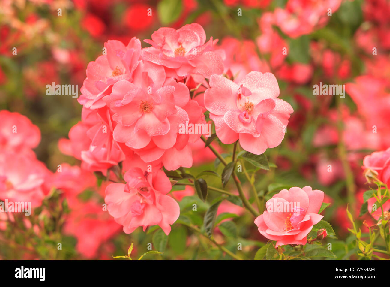 Portland Rose Garden, Portland, Oregon, USA Stock Photo Alamy