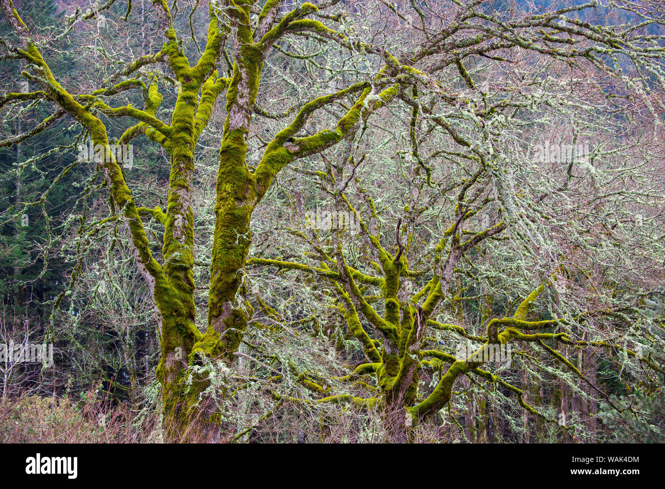 USA, Oregon, Columbia River Gorge National Scenic Area. Moss covered Bigleaf maple trees. Stock Photo