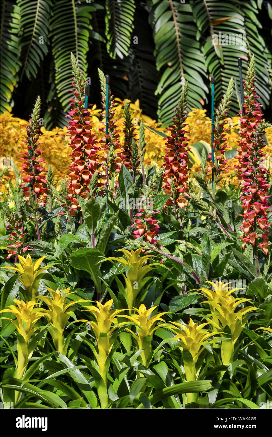 Bromelia planting in covered Conservatory Longwood Gardens, Pennsylvania Stock Photo