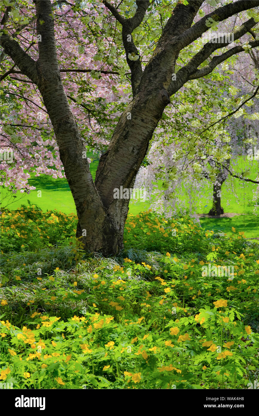 Flowering pink cherry trees with base of yellow primroses in the garden
