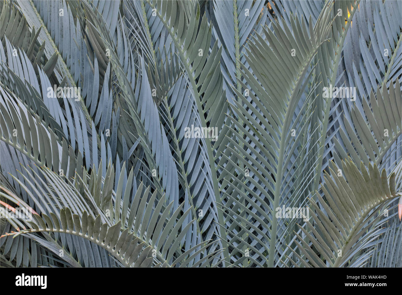 Palm leaves in silver plant display, Longwood Gardens Conservatory, Pennsylvania Stock Photo