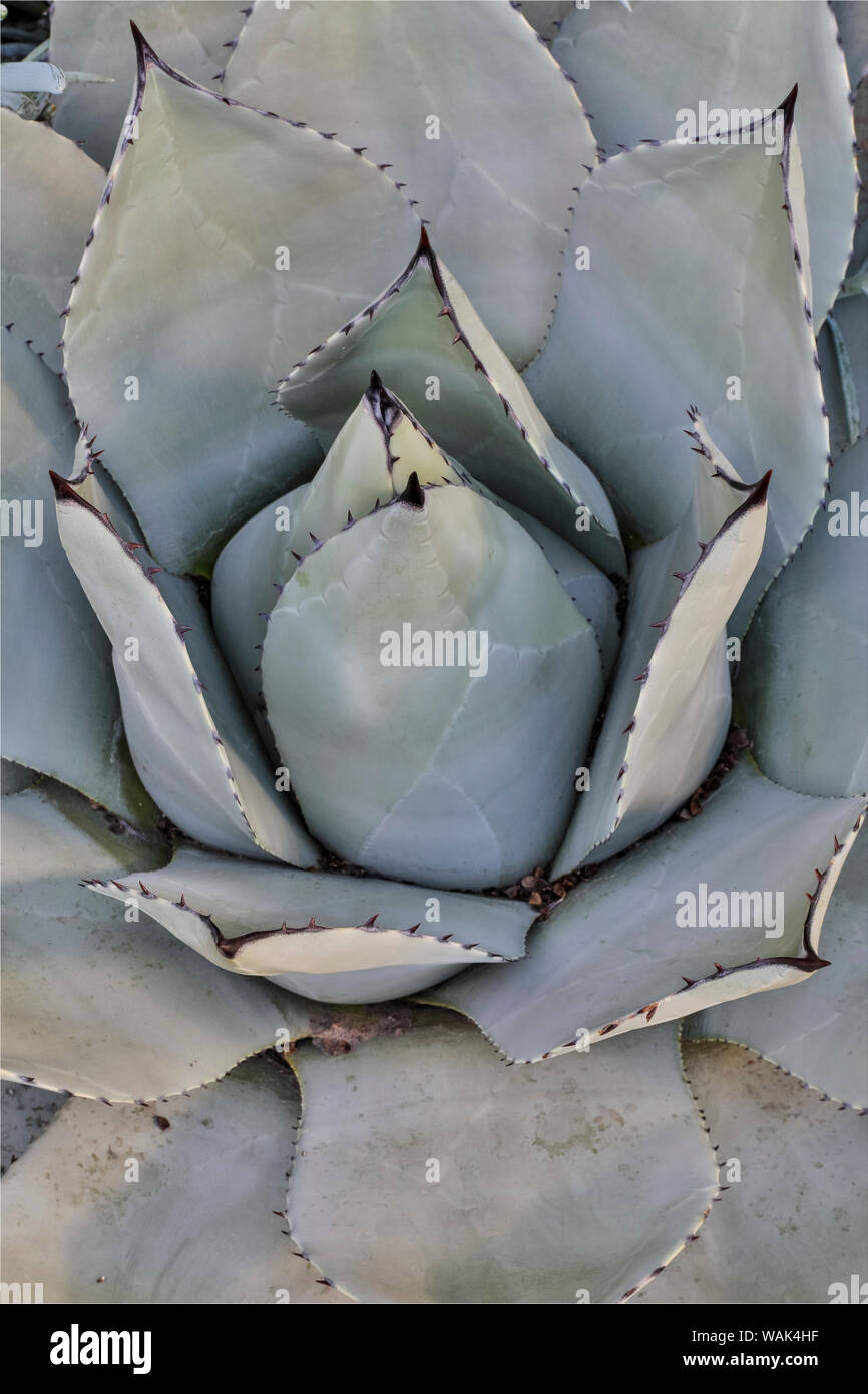 Silver toned succulent, Longwood Gardens Conservatory, Pennsylvania Stock Photo