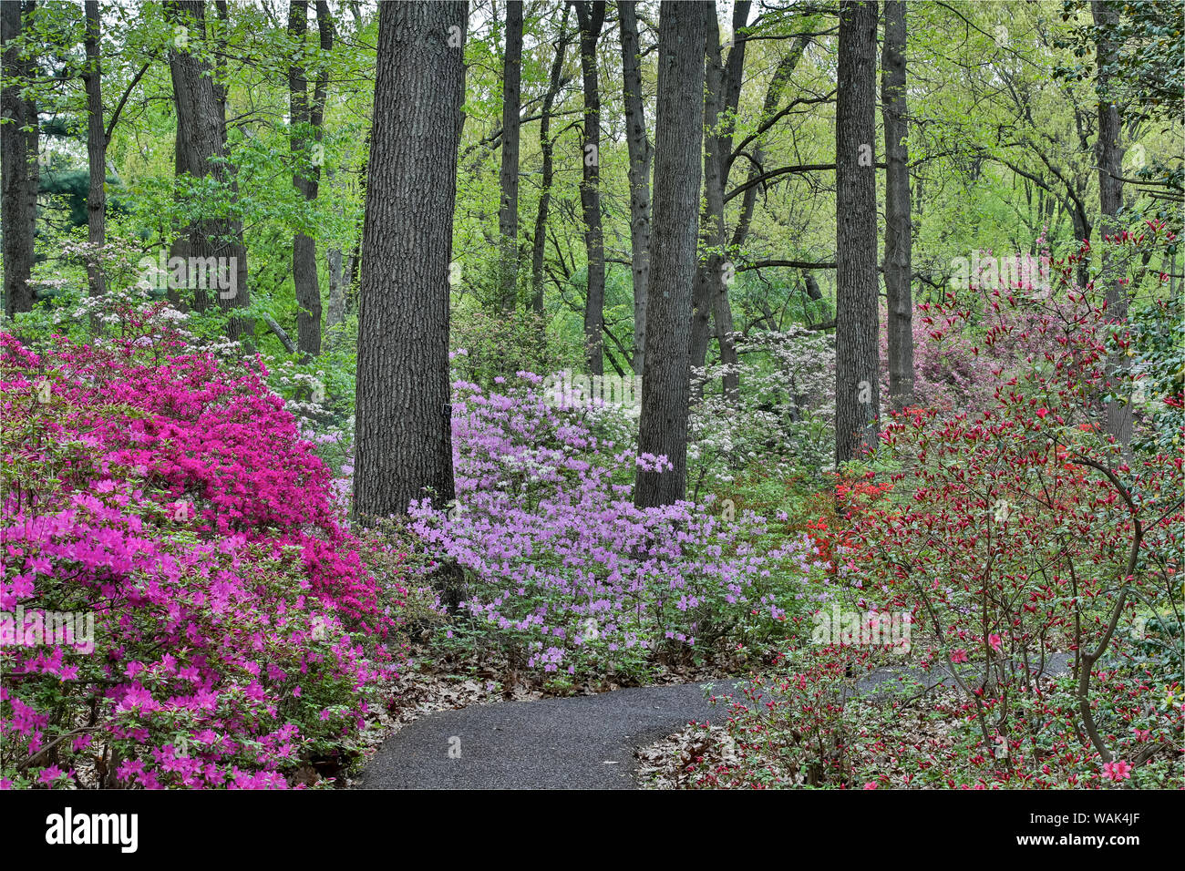 Path and azaleas in bloom, Jenkins Arboretum and Garden, Devon, Pennsylvania. Stock Photo