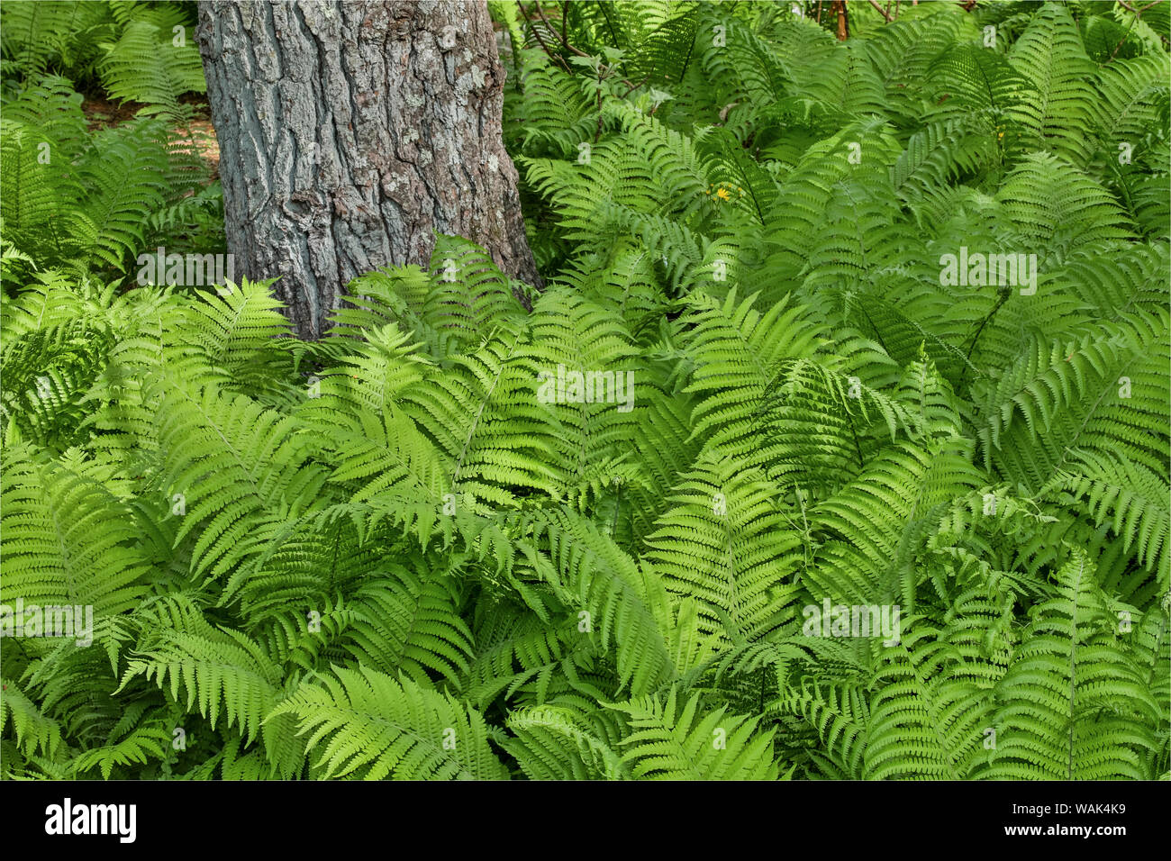 Ferns along Bell's Run Creek. Chanticleer Garden, Wayne, Pennsylvania. Stock Photo