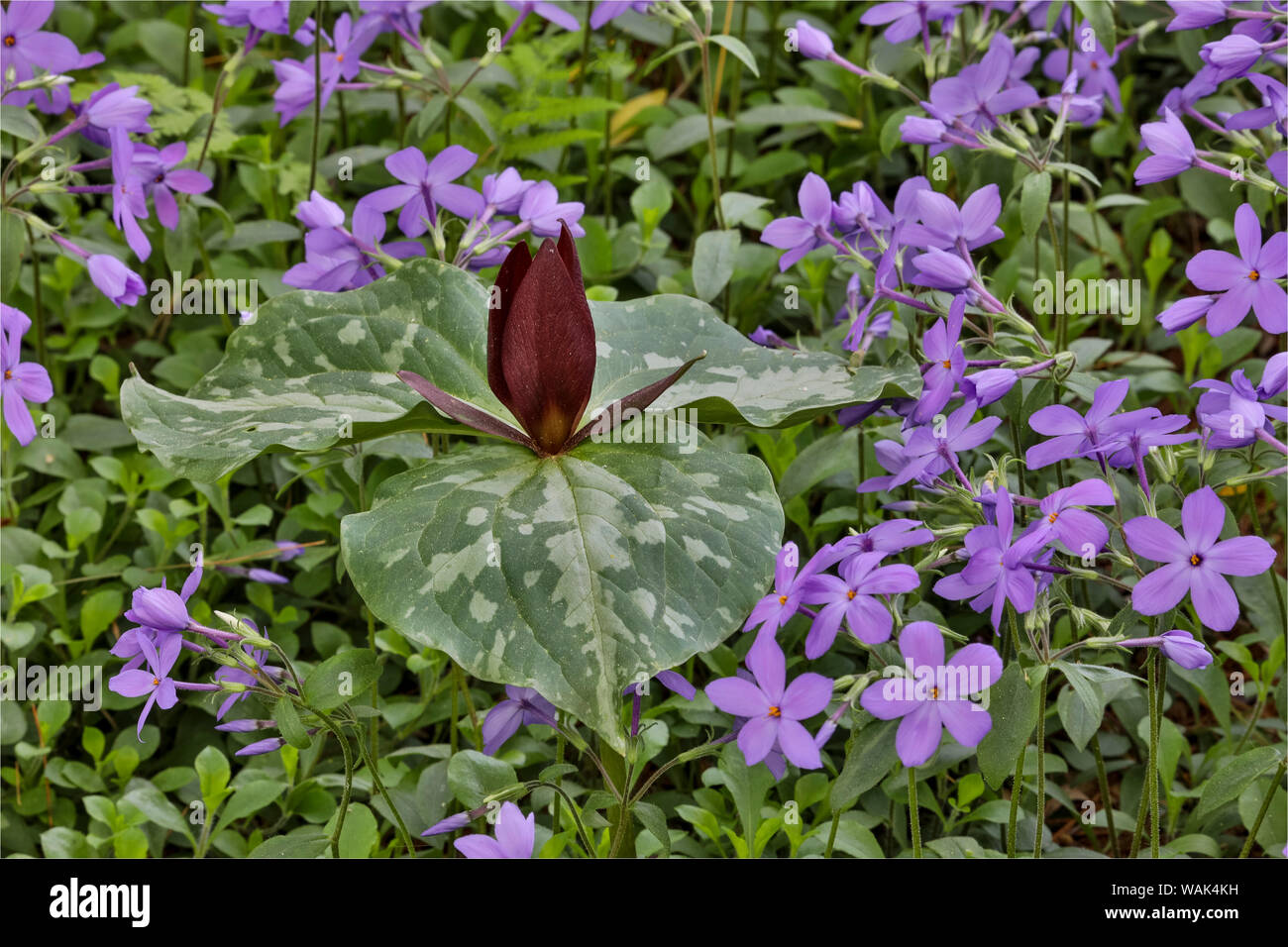 Red Trillium and Blue Phlox. Chanticleer Garden, Wayne, Pennsylvania. Stock Photo