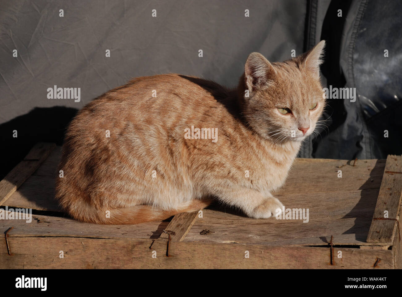 The a young ginger tabby kitten looks wistfully into the distance in north east Italy Stock Photo