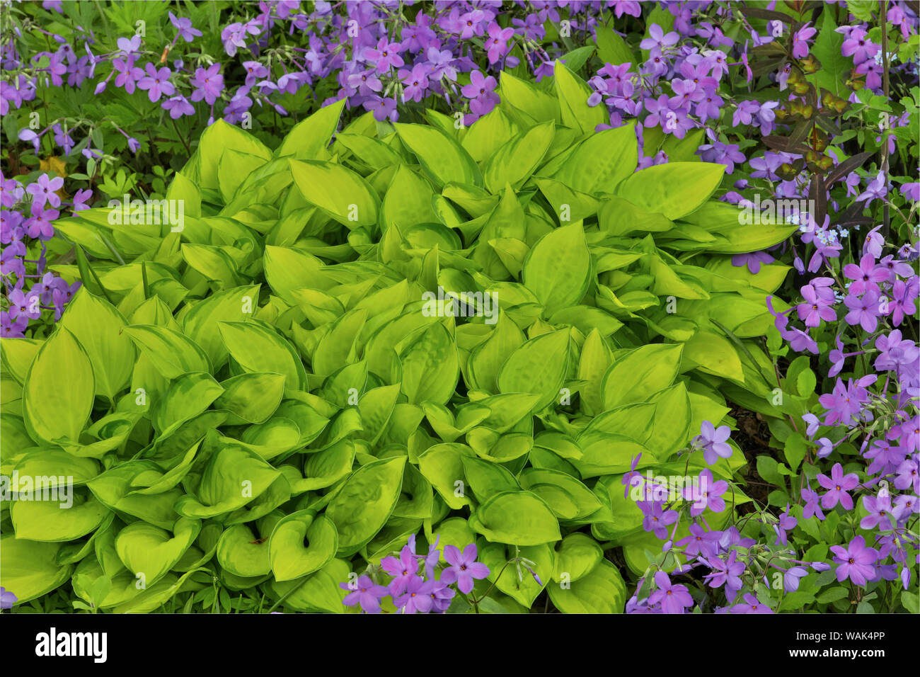 Spring colors, Chanticleer Garden, Wayne, Pennsylvania. Stock Photo