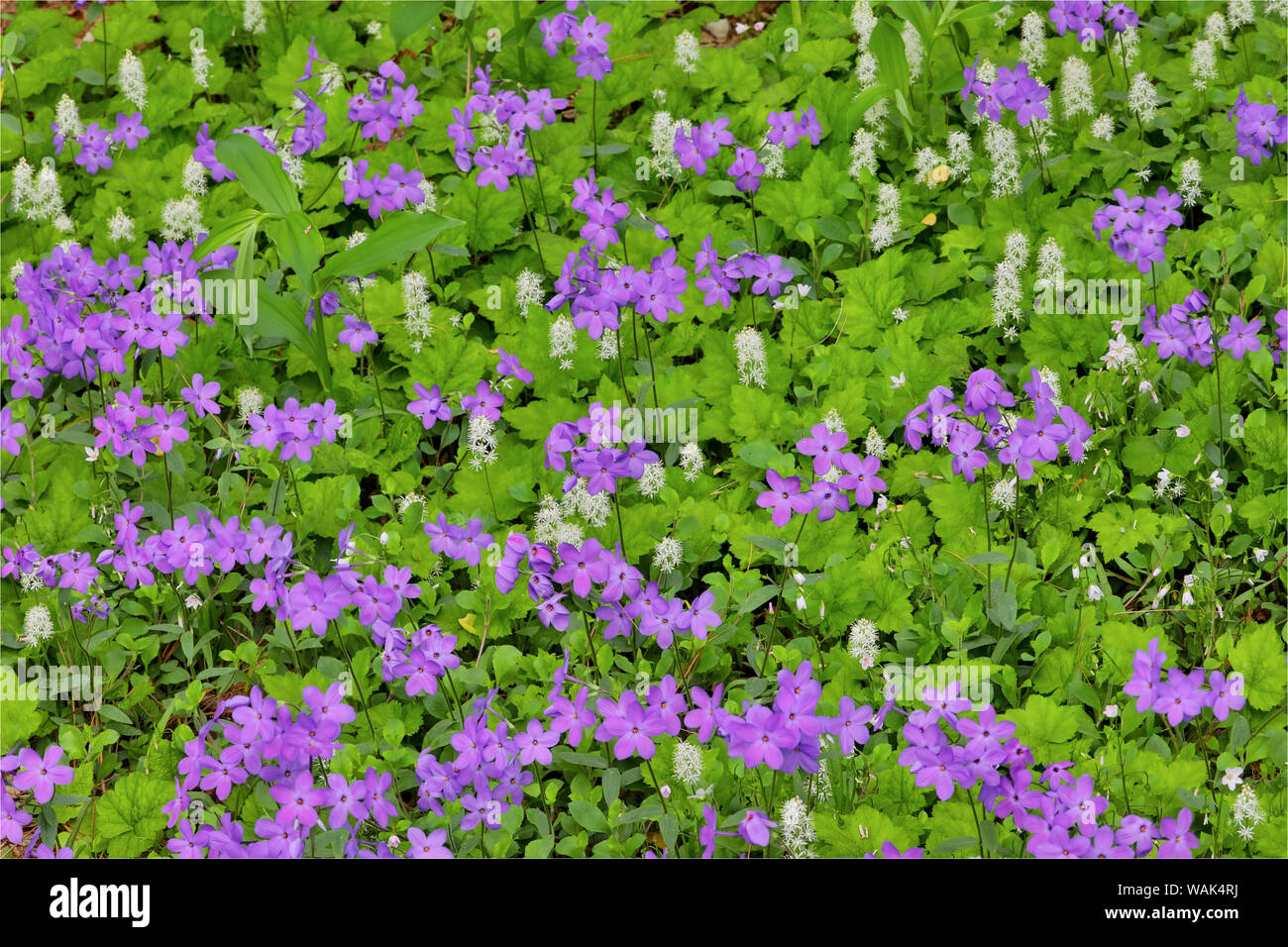 Blooming phlox, Chanticleer Garden, Wayne, Pennsylvania. Stock Photo
