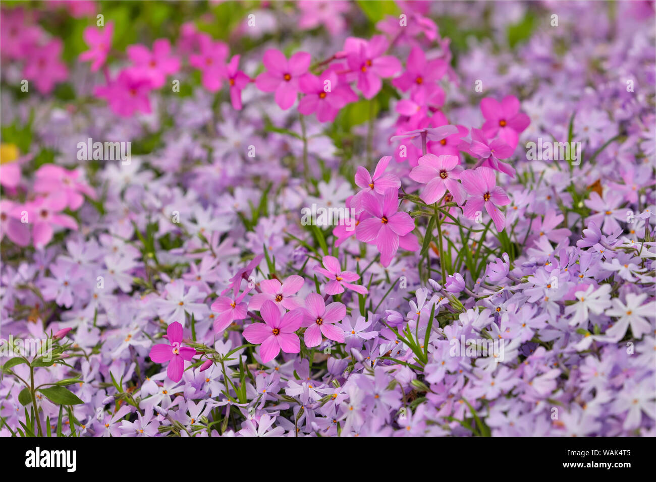 Low growing phlox, Chanticleer Garden, Wayne, Pennsylvania. Stock Photo