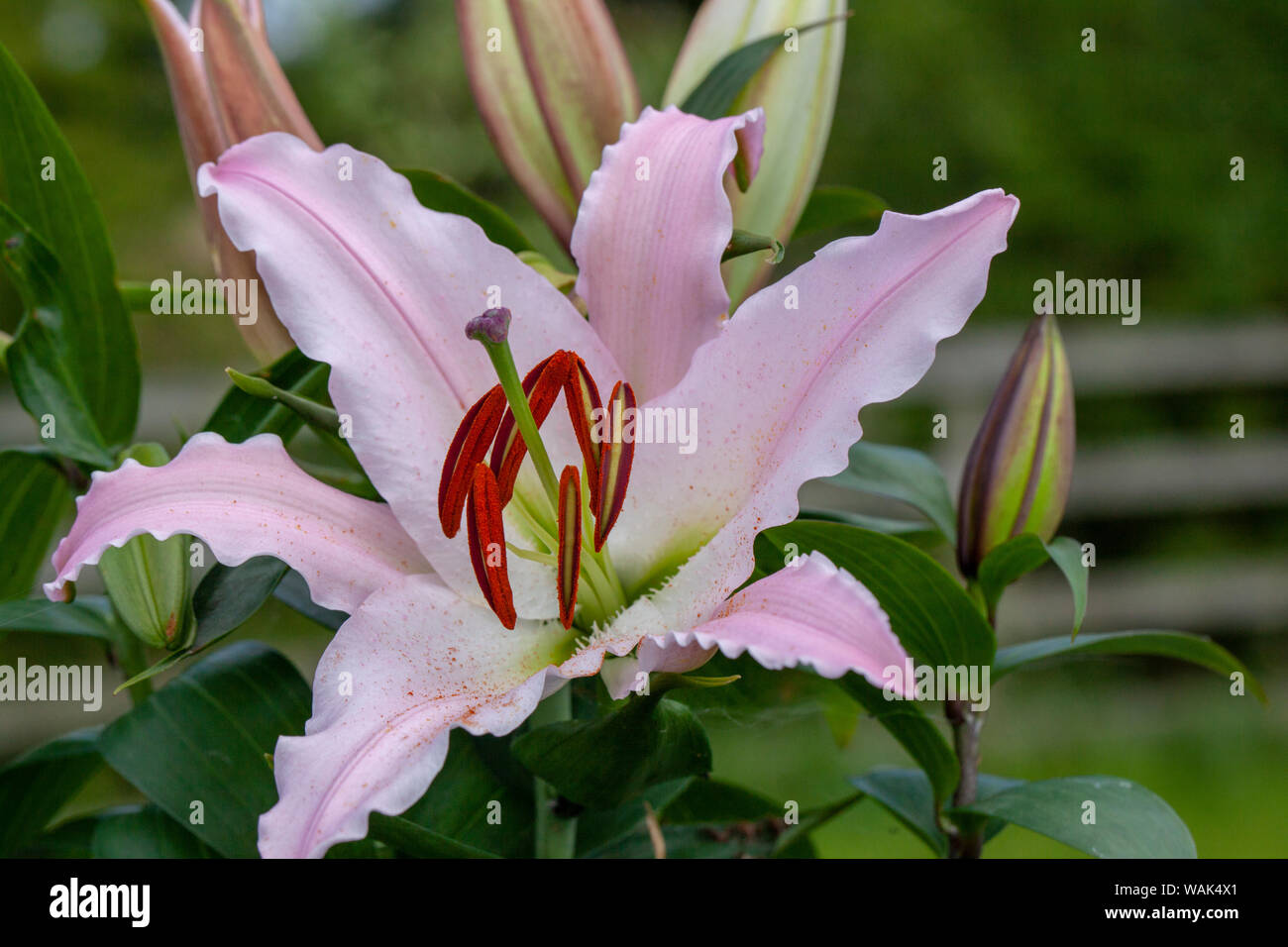 Pink Lily lillies, blooming.Symbolizing humility and devotion, lilies are the 30th anniversary flower Stock Photo