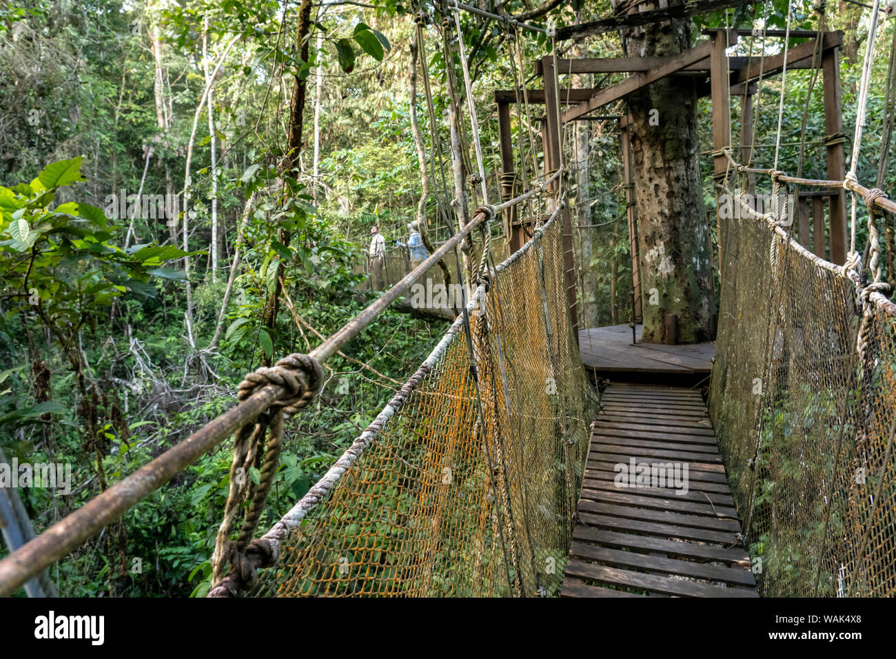 Amazon National Park, Peru. Canopy walk footbridge in the rainforest. Stock Photo
