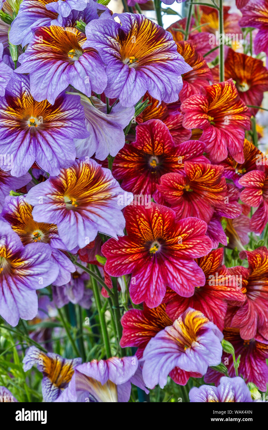 USA, Pennsylvania, Kennett Square. Painted tongue blossoms Stock Photo