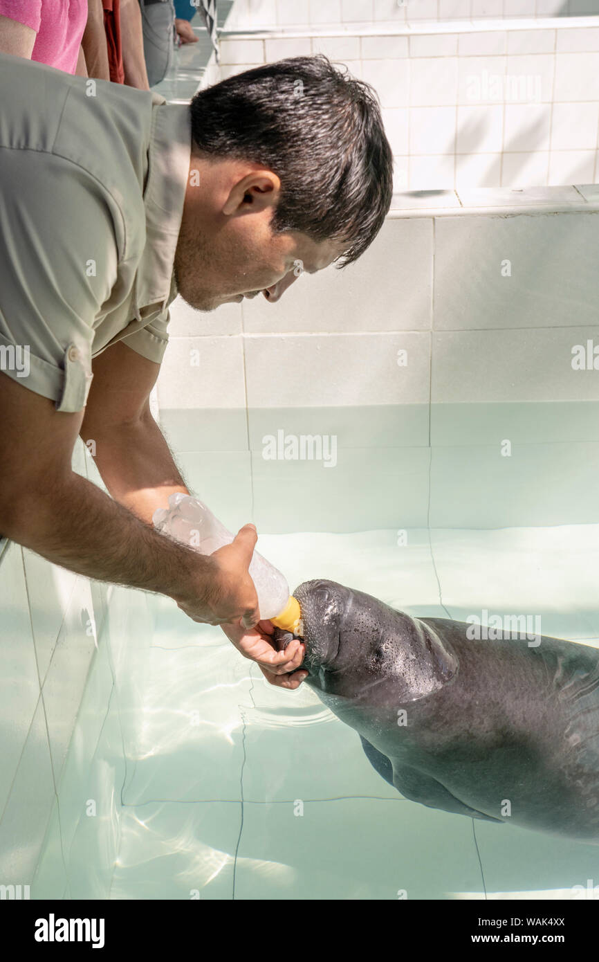 Iquitos, Peru. Keeper bottle feeding a young manatee milk at the Rescue