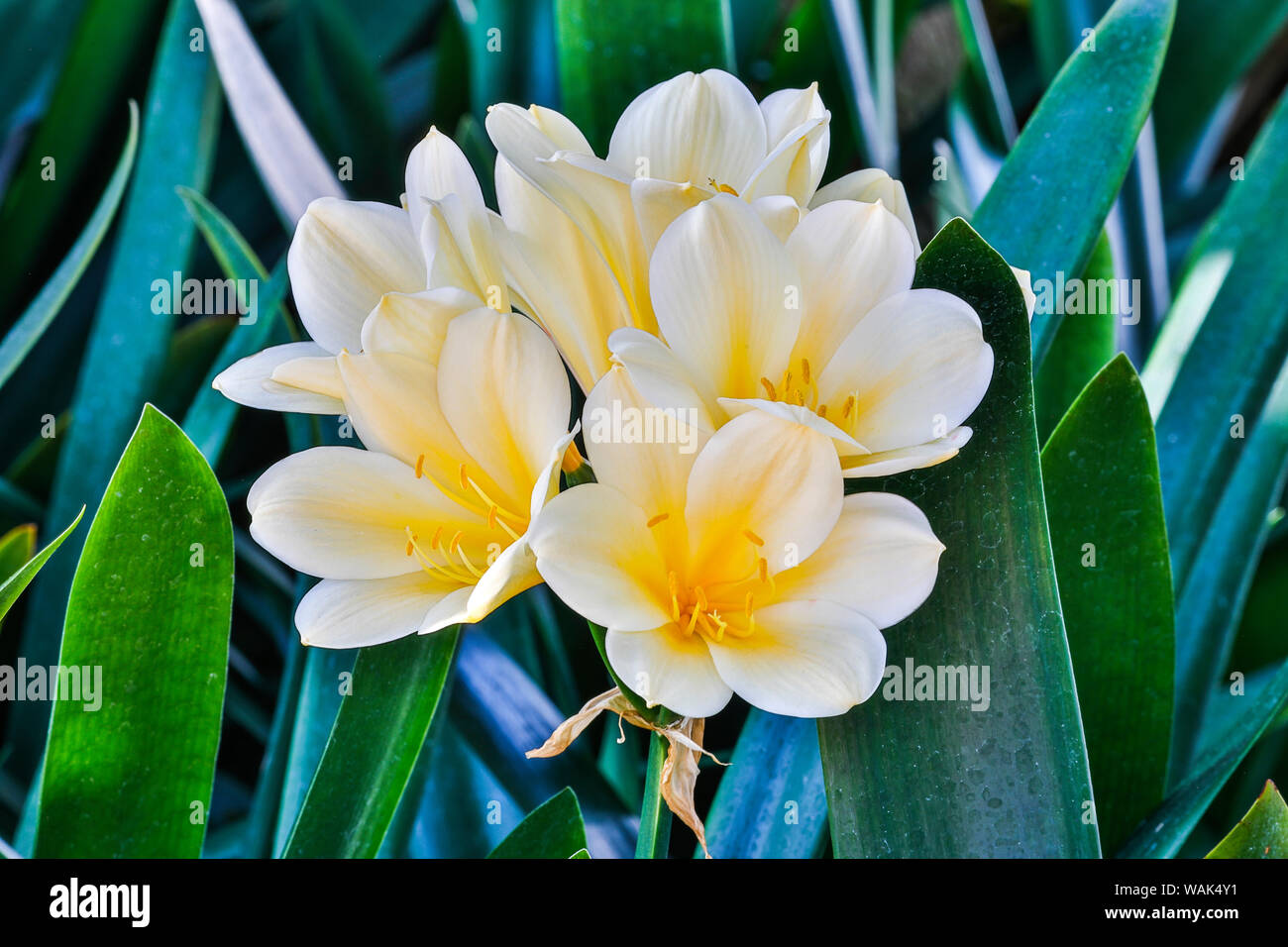 USA, Pennsylvania, Kennett Square. Clivia Stock Photo