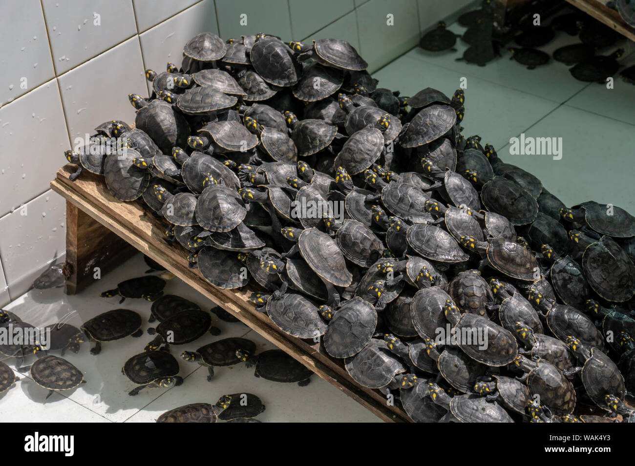 Iquitos, Peru. Yellow-spotted river turtles or yellow-spotted Amazon River turtles being raised at the Rescue and Rehabilitation Center of River Mammals. Stock Photo