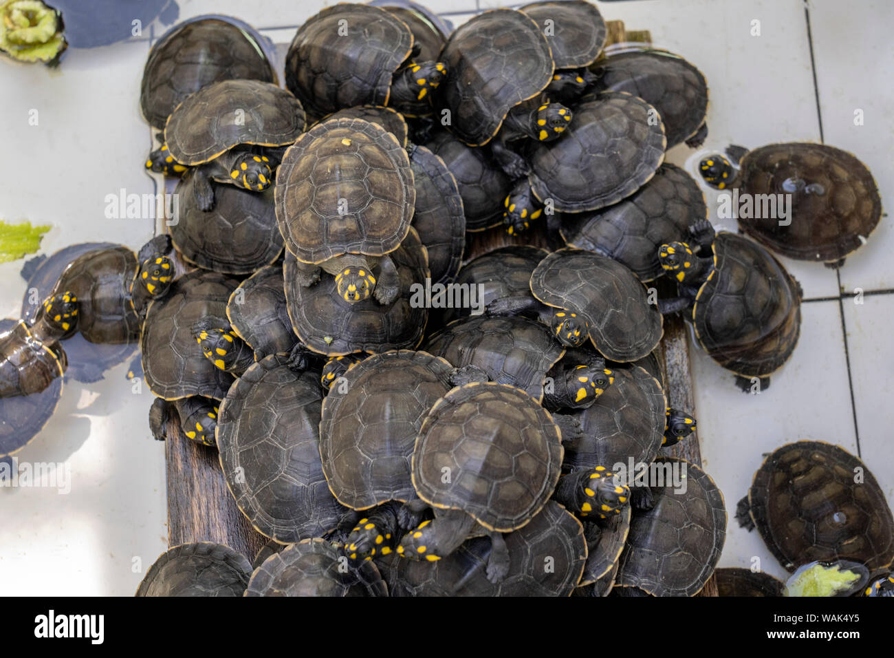 Iquitos, Peru. Yellow-spotted river turtles or yellow-spotted Amazon River turtles being raised at the Rescue and Rehabilitation Center of River Mammals. Stock Photo