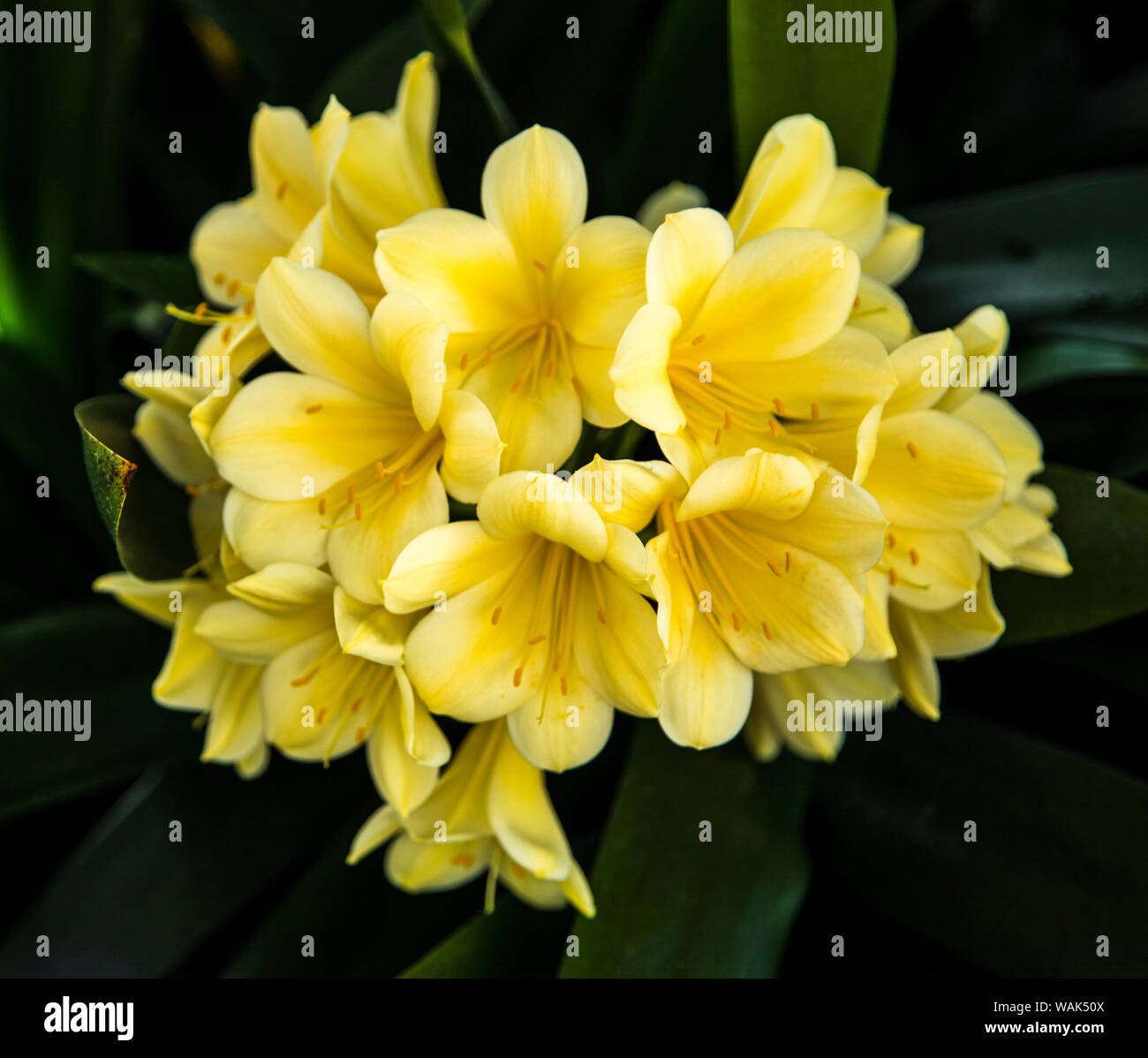 USA, Pennsylvania, Kennett Square. Clivia Stock Photo