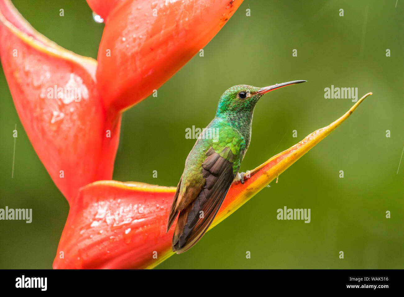 Costa Rica, Sarapiqui River Valley. Rufous-tailed hummingbird on heliconia plant. Credit as: Cathy & Gordon Illg / Jaynes Gallery / DanitaDelimont.com Stock Photo