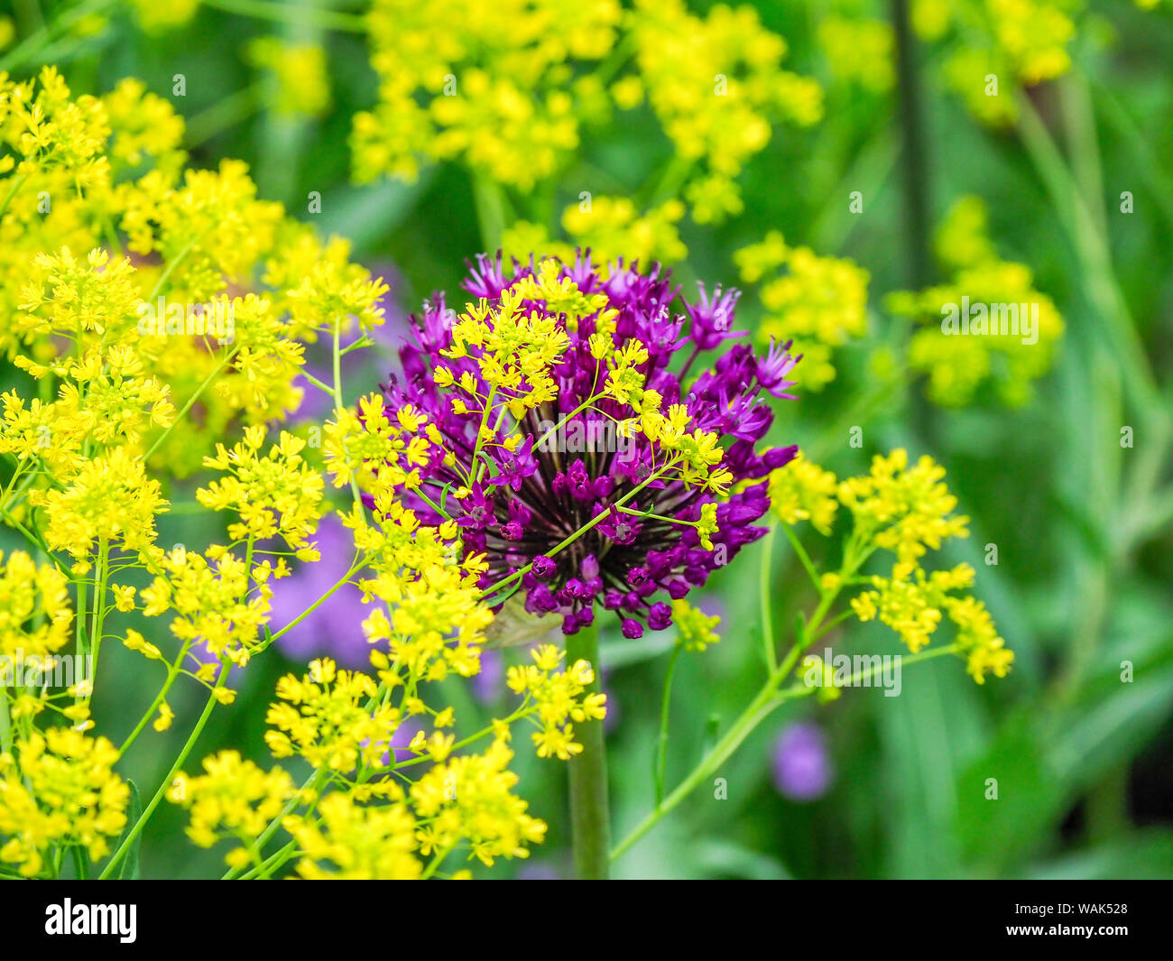 Purple allium blooming amongst yellow flowering plants. Stock Photo
