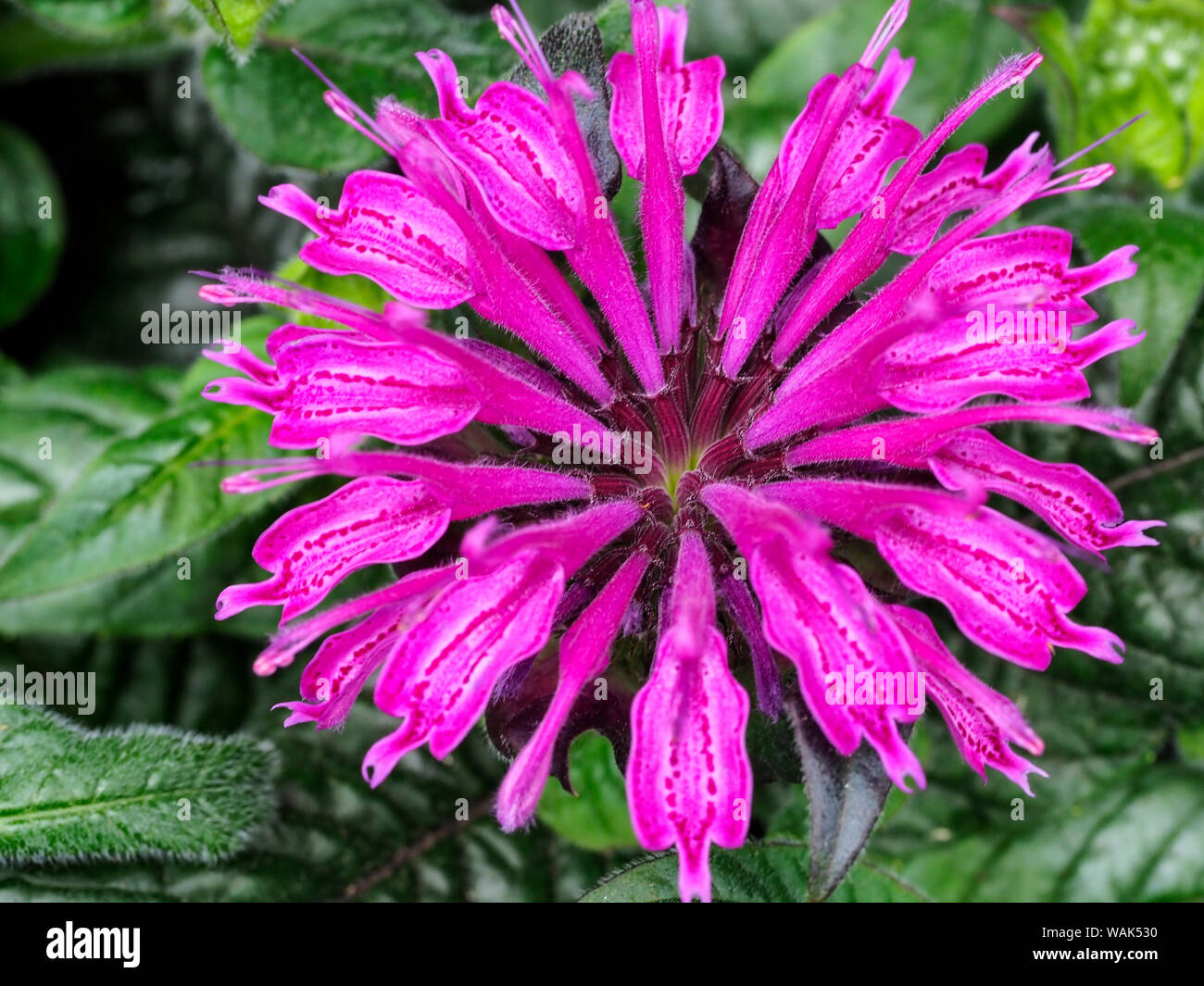 Close Up Of A Bee Balm Flower Stock Photo Alamy