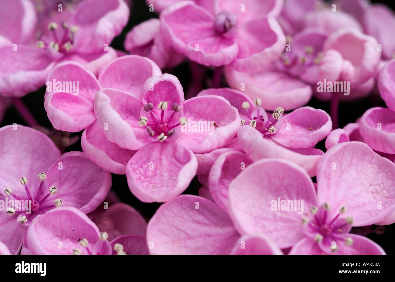 Hydrangea Macrophylla Ayesha High Resolution Stock Photography and ...
