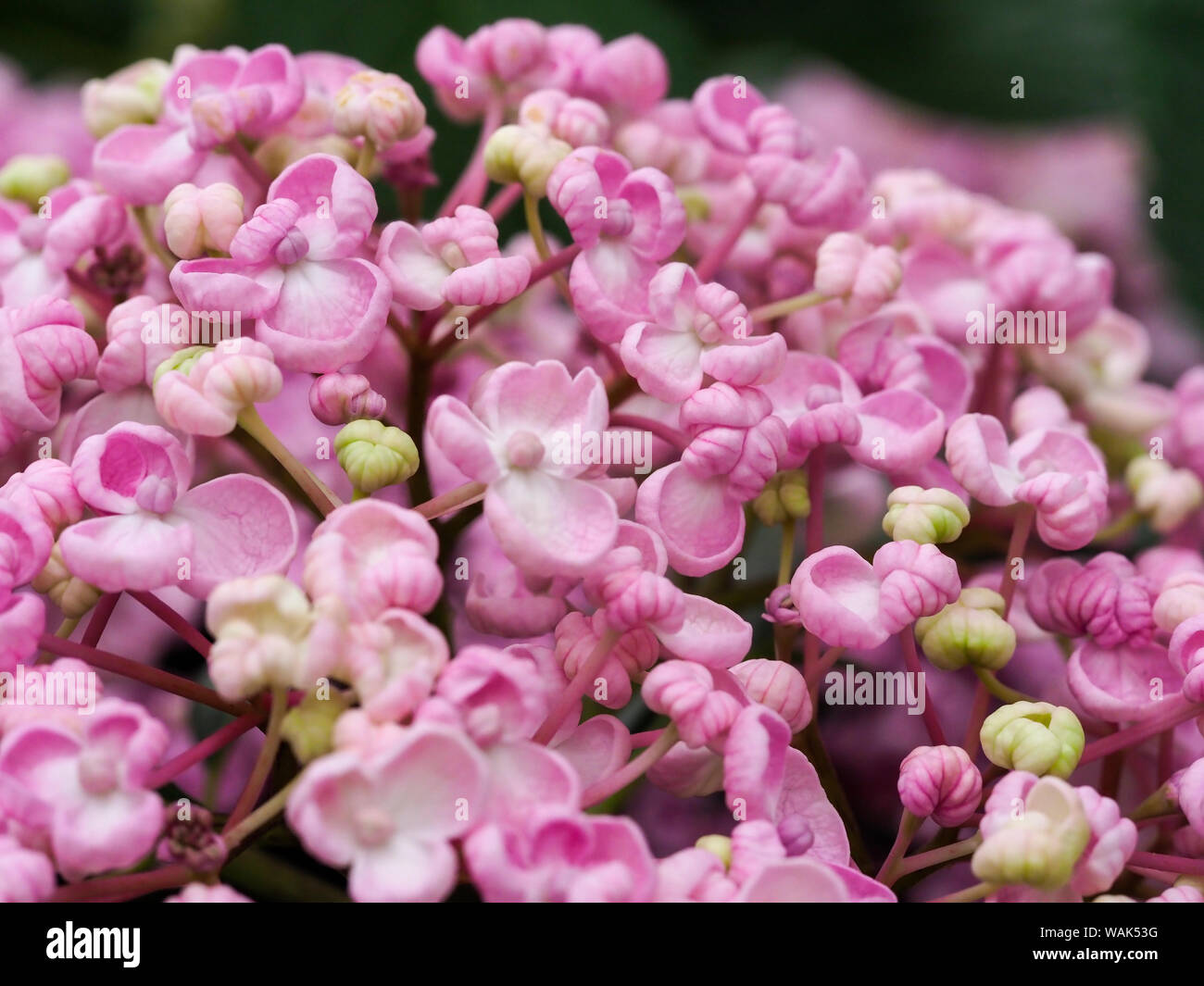 Ayesha hydrangea hi-res stock photography and images - Alamy