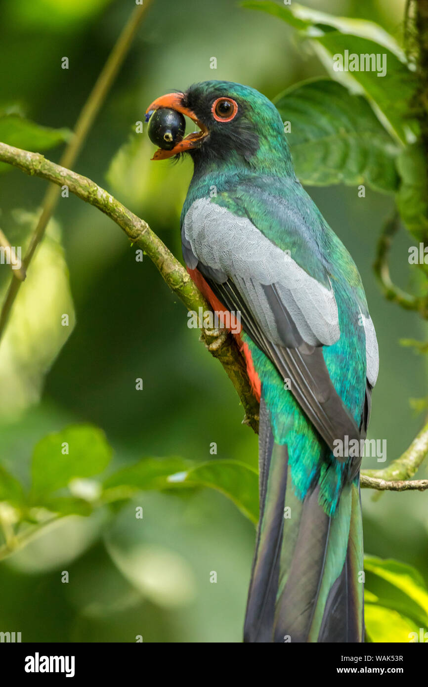 Costa Rica, La Selva Biological Research Station. Slaty-tailed trogon on limb. Credit as: Cathy & Gordon Illg / Jaynes Gallery / DanitaDelimont.com Stock Photo