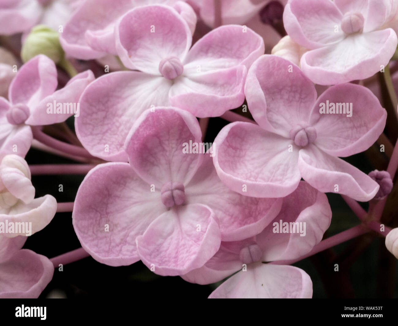 Ayesha hydrangea hi-res stock photography and images - Alamy