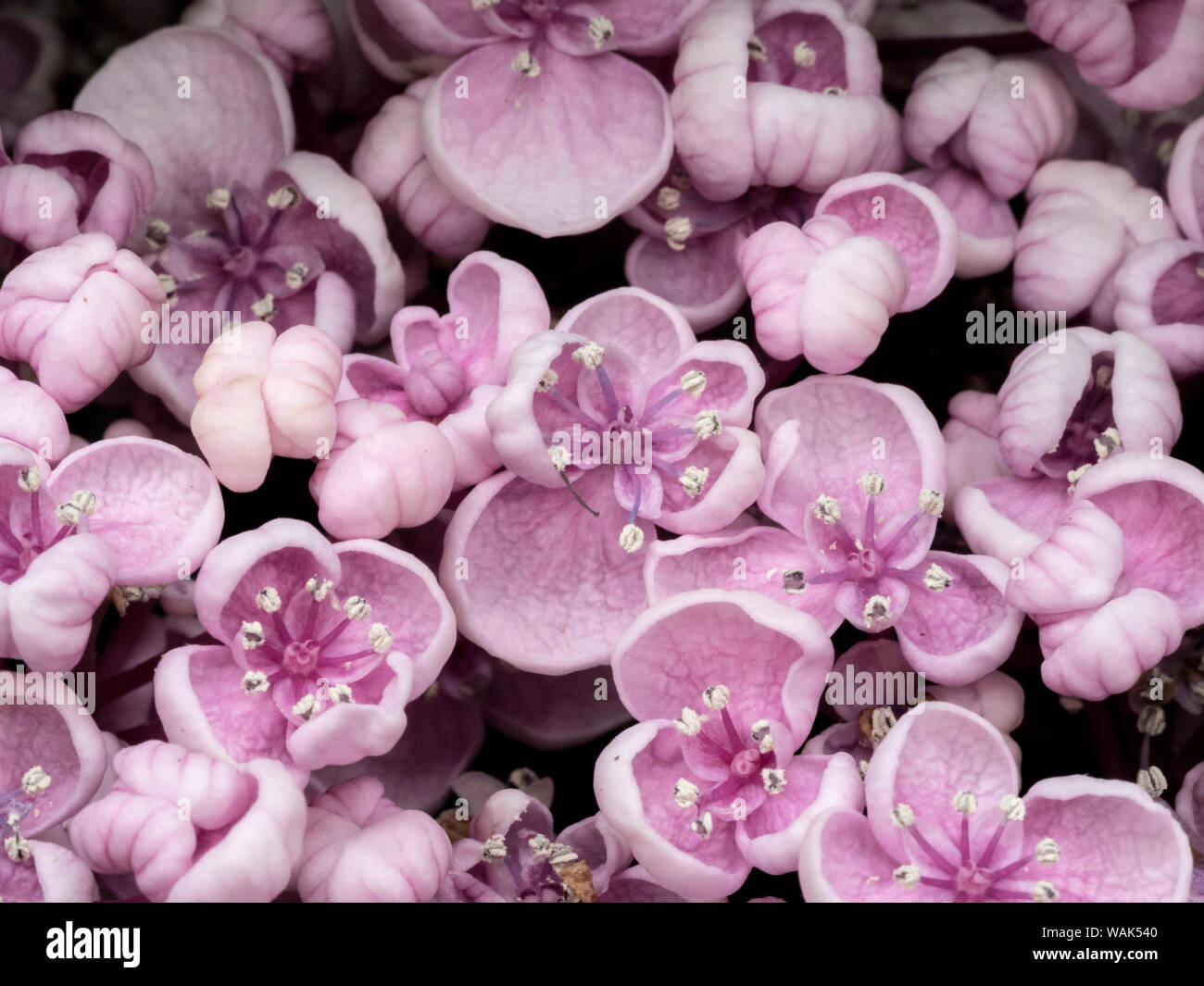 Hydrangea Macrophylla Ayesha High Resolution Stock Photography and ...