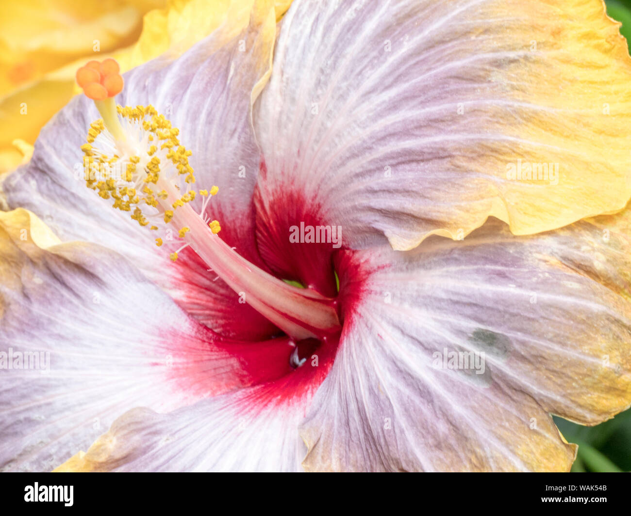Close-up of the Hibiscus rosa-sinensis 'Fifth Dimension'. Stock Photo