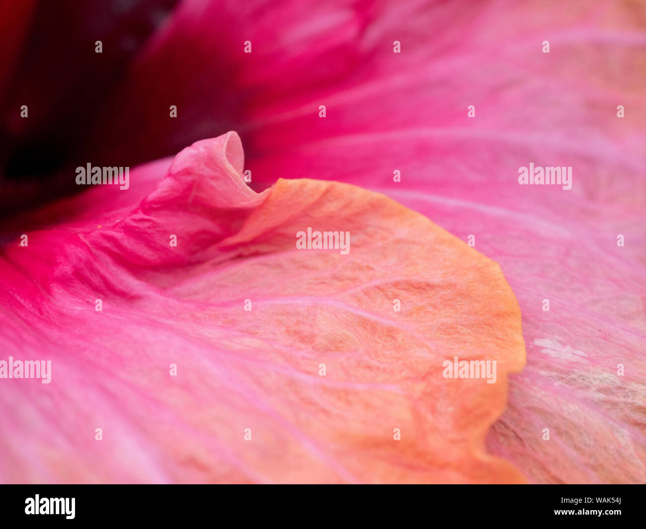 Indoor hibiscus hi-res stock photography and images - Alamy