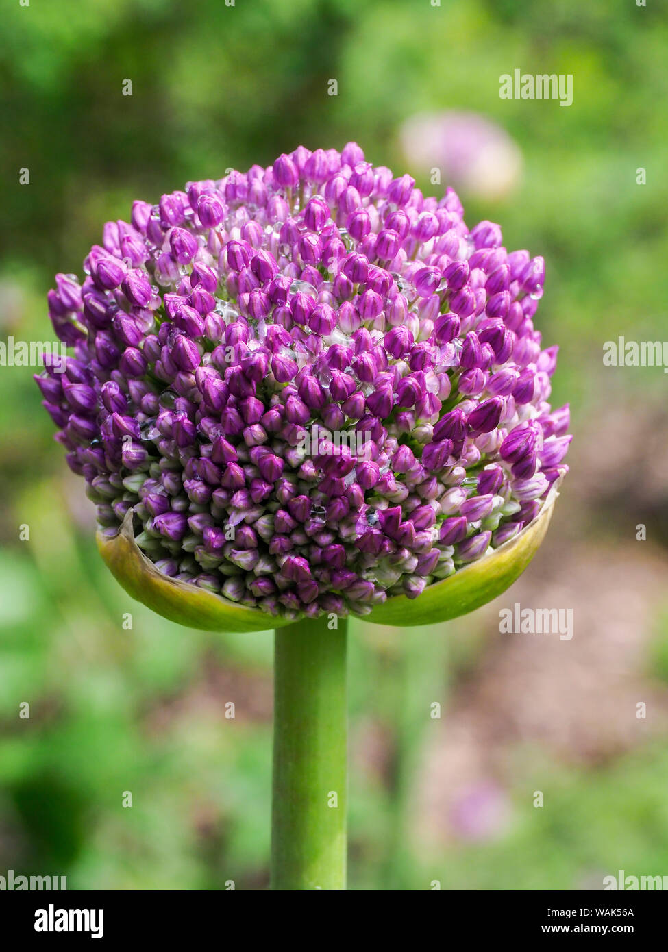 Close-up of an allium bud before it fully opens. Stock Photo