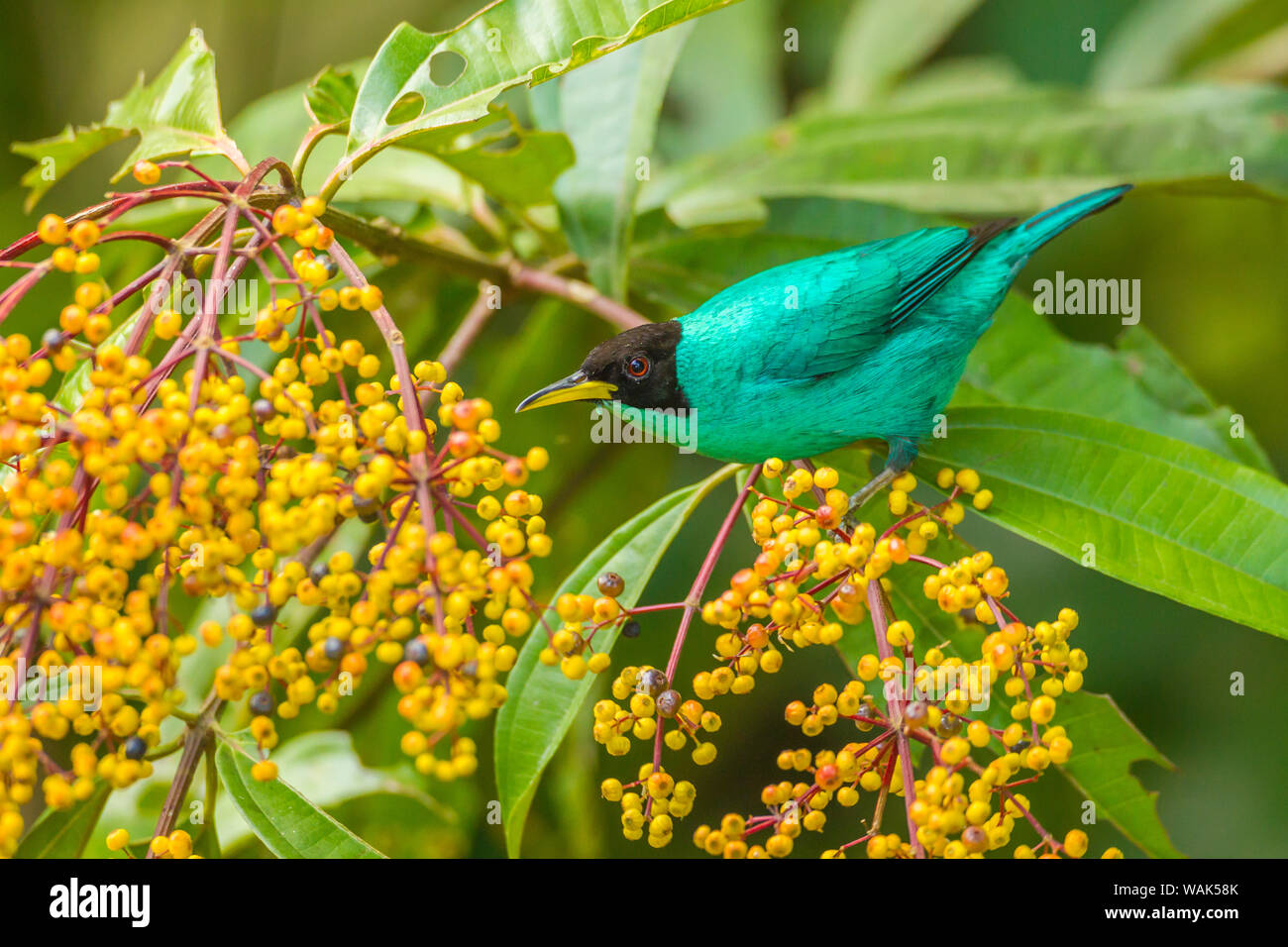 Costa Rica, Arenal. Green honeycreeper and berries. Credit as: Cathy & Gordon Illg / Jaynes Gallery / DanitaDelimont.com Stock Photo