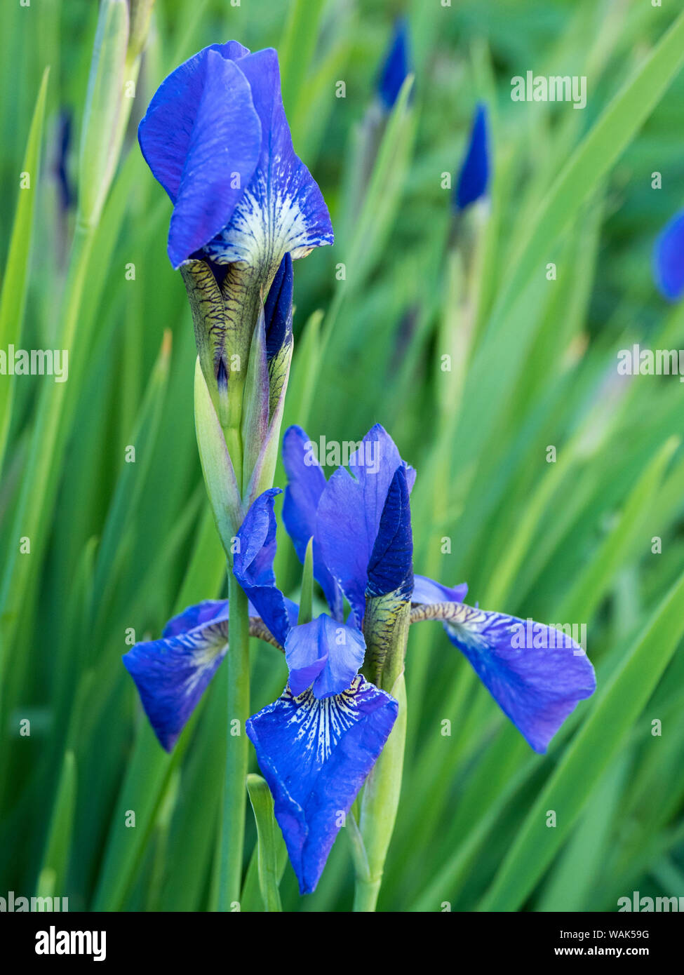 Flowering Iris sanguinea. Stock Photo