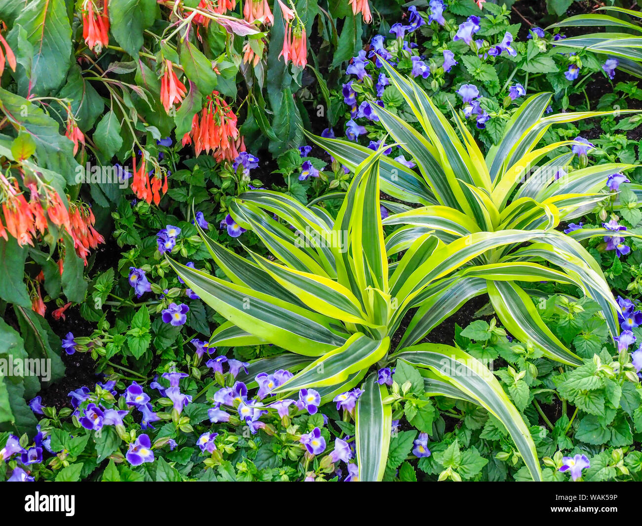 Flowers in a garden setting Stock Photo - Alamy