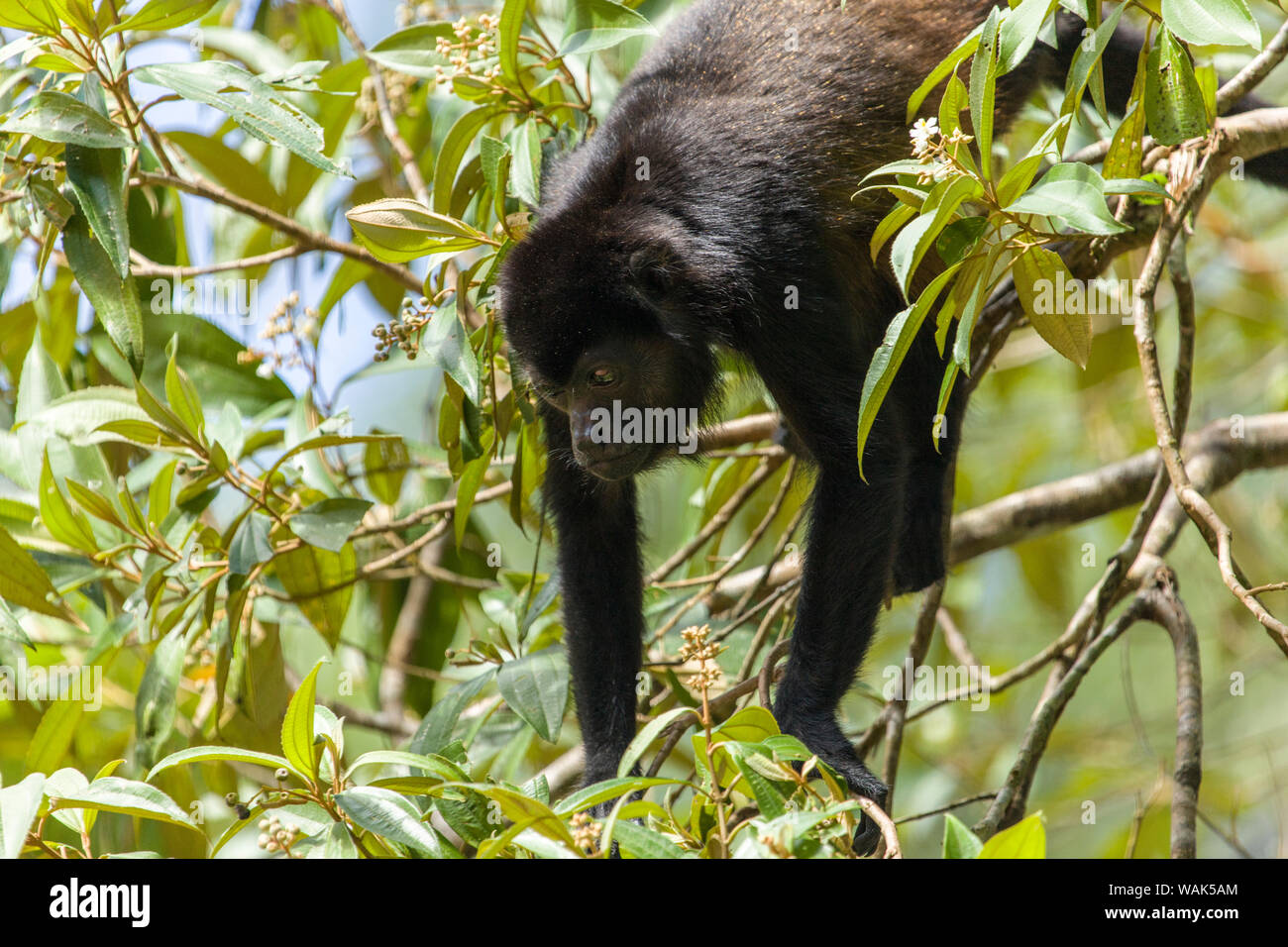 Tortuguero, Costa Rica. Mantled howler monkey (Alouatta palliata) in the trees. Stock Photo