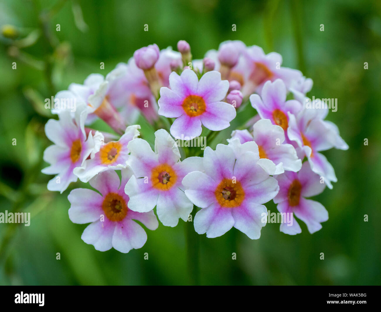 Candelabra primrose hires stock photography and images Alamy