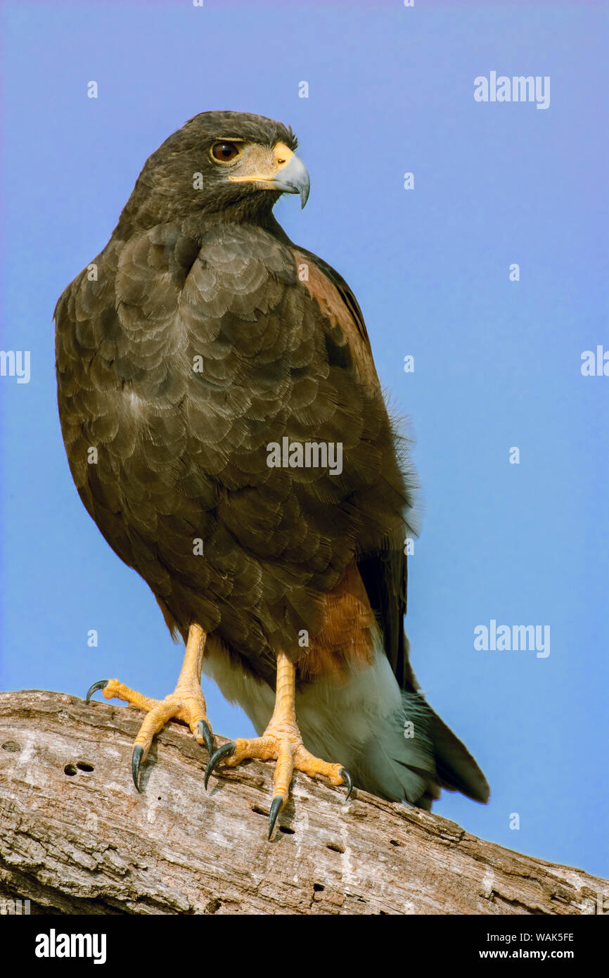 Linn, Texas, USA. Harris' hawk perched on a dead, fallen tree. Stock Photo