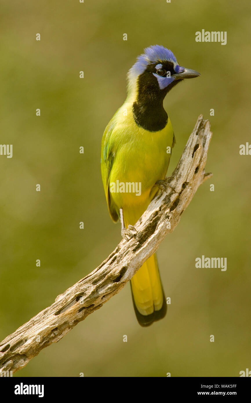 Linn, Texas, USA. Green jay (Cyanocorax yncas) perched on a dead branch. Stock Photo