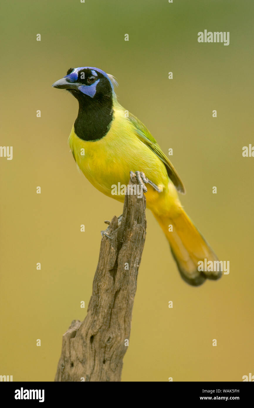 Linn, Texas, USA. Green jay (Cyanocorax yncas) perched on a dead branch. Stock Photo
