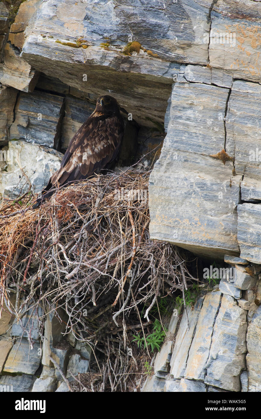 Golden eagle on nest Stock Photo Alamy