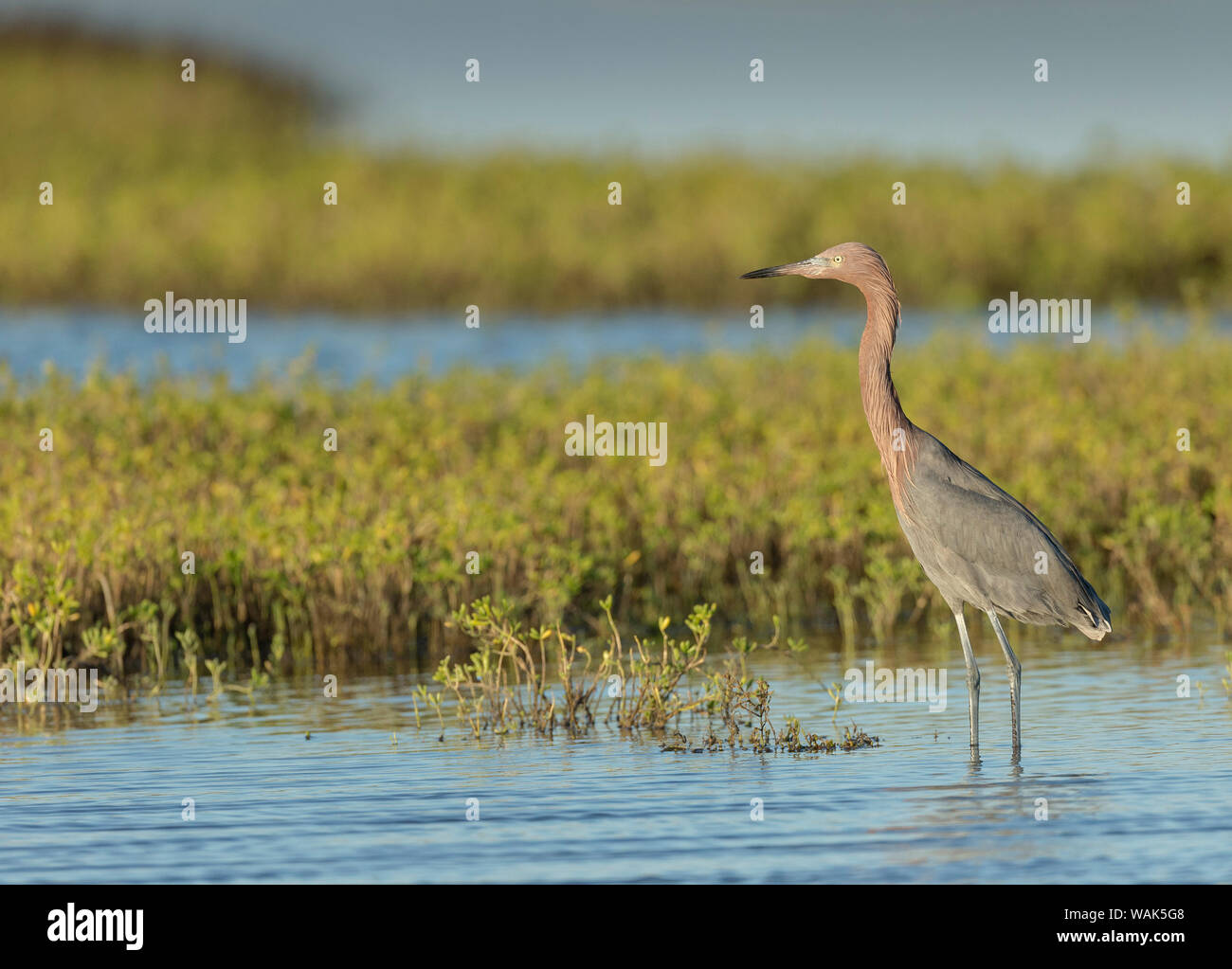 Reddish egret, Egret rufescens, Espiritu Santo, Welder Flats, San