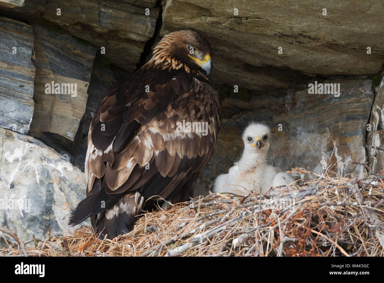 Week of eagle hi-res stock photography 