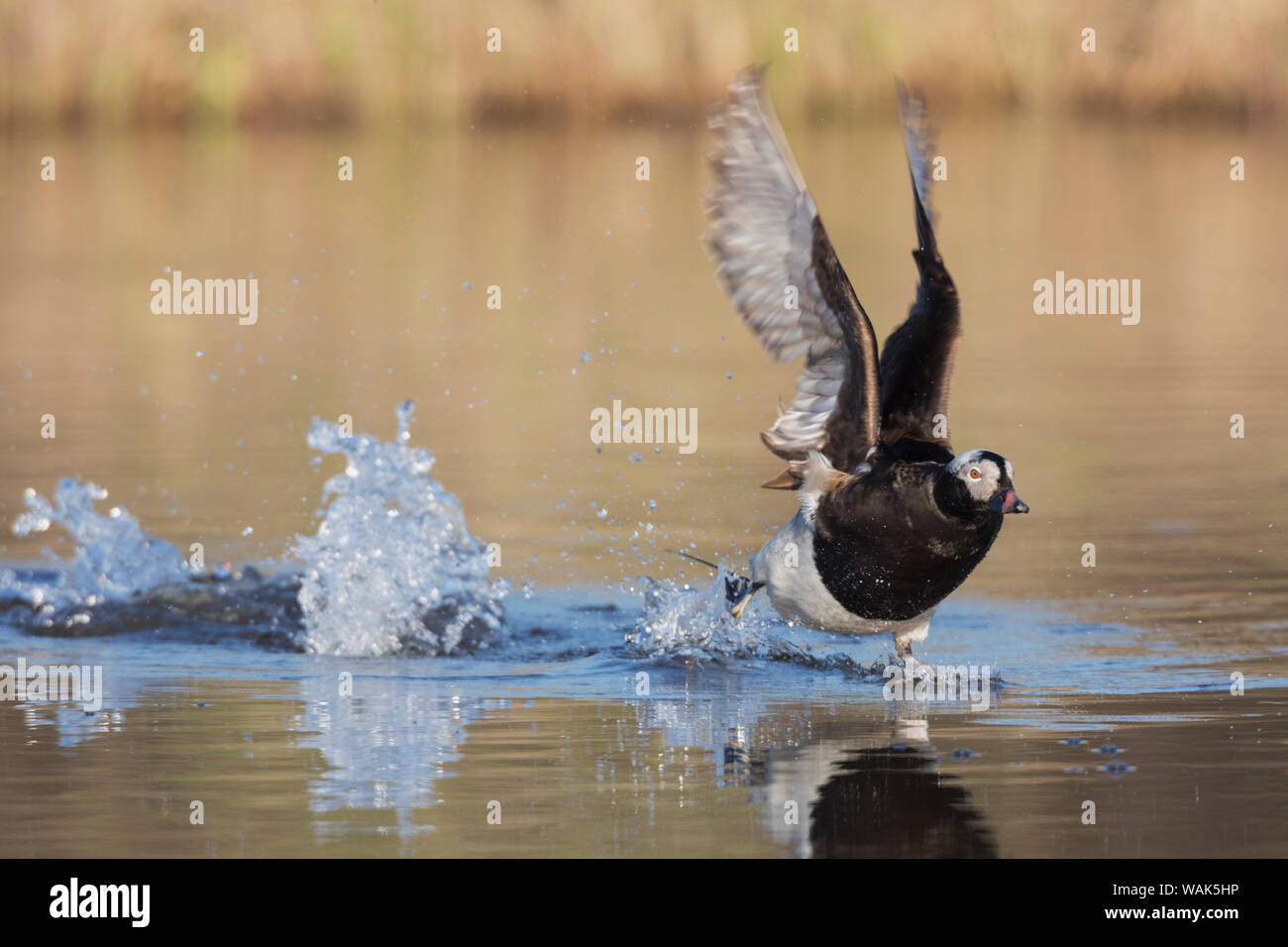 Drake long tailed duck hi-res stock photography and images - Alamy