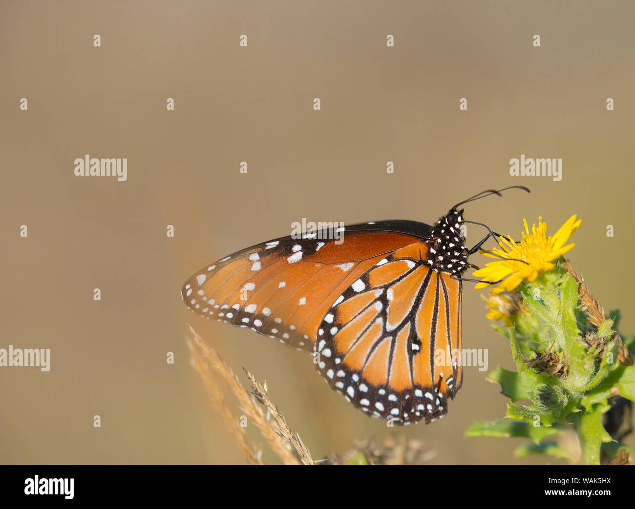 Queen butterfly getting nectar from flower, Danaus gilippus, Welder Flats, Texas Stock Photo